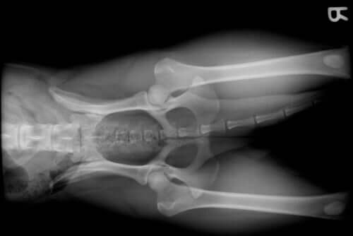 Radiografia de um cão