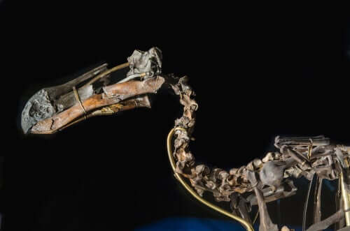 Esqueleto do pássaro dodô