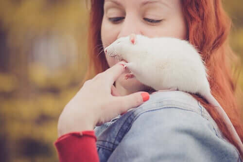 Ratos são bons animais de estimação?