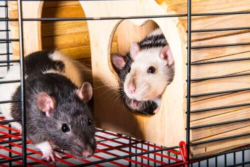 Ratos de estimação em gaiola
