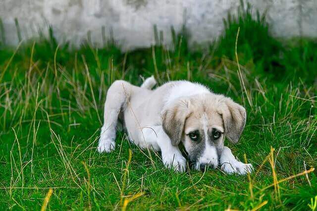 Como restaurar o equilíbrio intestinal de cães e gatos