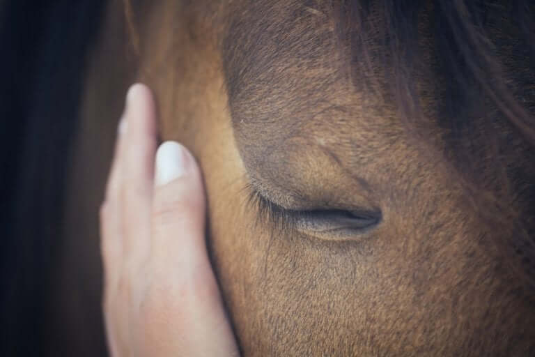 Como os cavalos conseguem interpretar as emoções humanas?