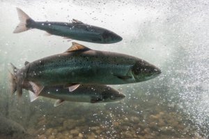 A anemia infecciosa do salmão
