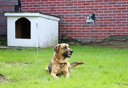 Cachorro acorrentado no quintal