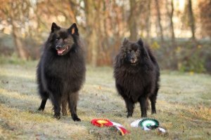 Conheça os cães spitz
