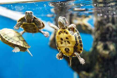 Tartarugas aquáticas nadando