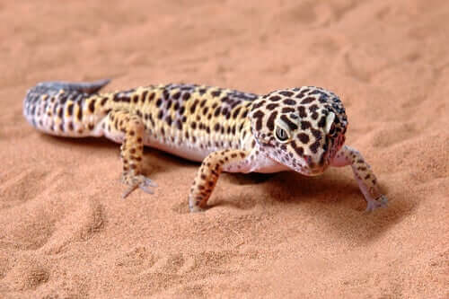 Terrário para lagartixa-leopardo