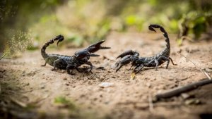 Escorpiões: oito coisas que você precisa saber