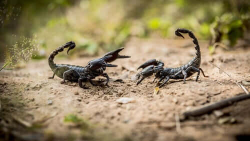 Escorpiões: oito coisas que você precisa saber