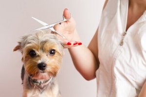 7 dicas de como se tornar um tosador