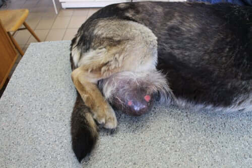 Sintomas do tumor venéreo em cães