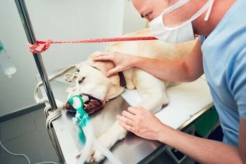 Cachorro sendo operado