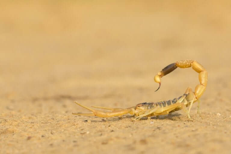 Escorpião na areia