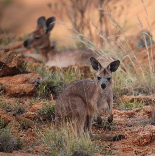 Marsupiais australianos