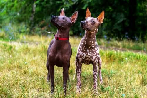 Origem do xoloitzcuintle