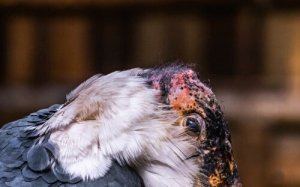 Marabu africano: um importante carniceiro do ecossistema