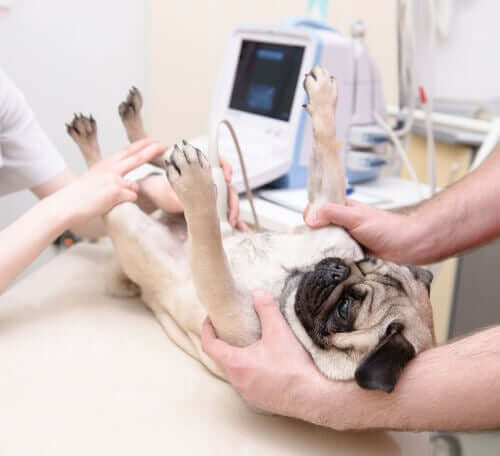 Cadela fazendo ultrassom