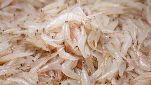 Diversos exemplares de krill