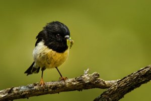 Os animais que vivem em ilhas têm cérebros maiores