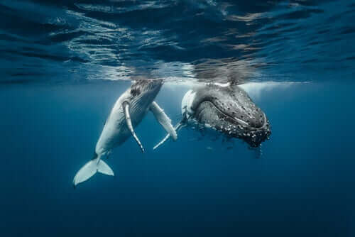 Baleias no oceano