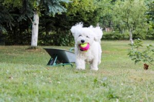 Bichon frisé: principais características da raça