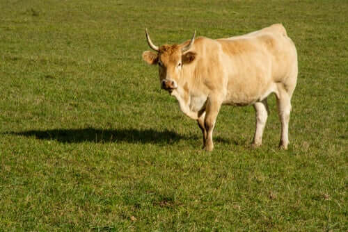 Raças nativas da Catalunha: a vaca pirenaica