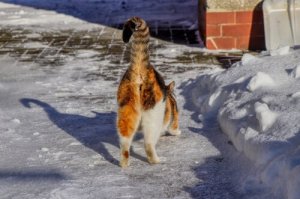 O que causa o mau cheiro no bumbum dos gatos?