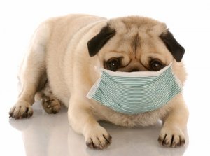 A influência da poluição na saúde canina