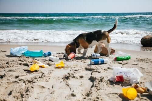 Cachorro brincando em praia poluída