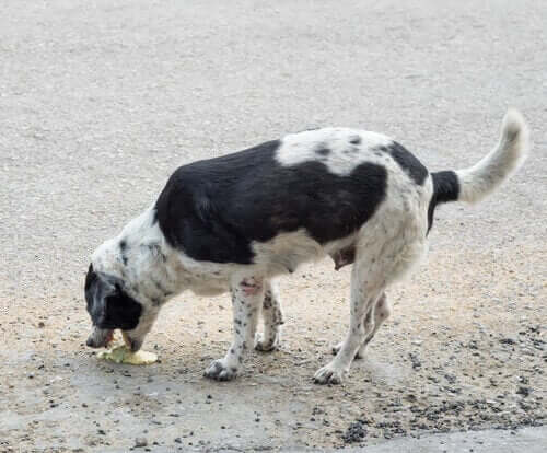 Cachorro vomitando na rua