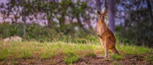 Características e curiosidades sobre o canguru