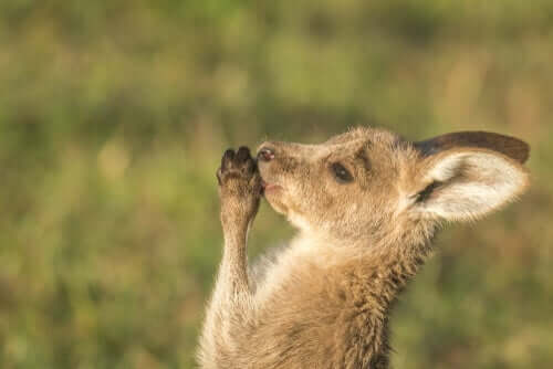 Filhote de canguru