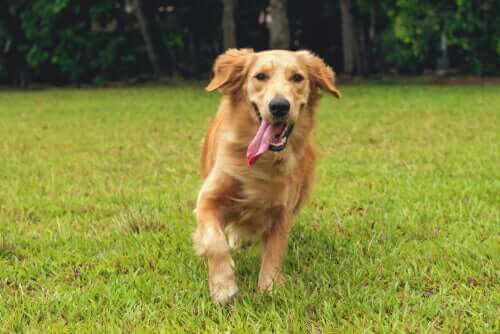 Cachorro correndo em quintal