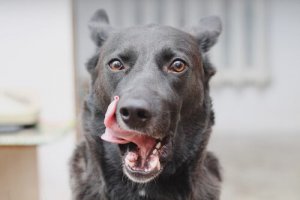 Por que meu cachorro lambe a boca?