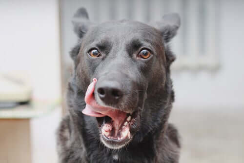 Por que meu cachorro lambe a boca?
