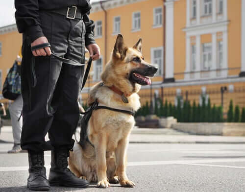 Cães guardiões e protetores