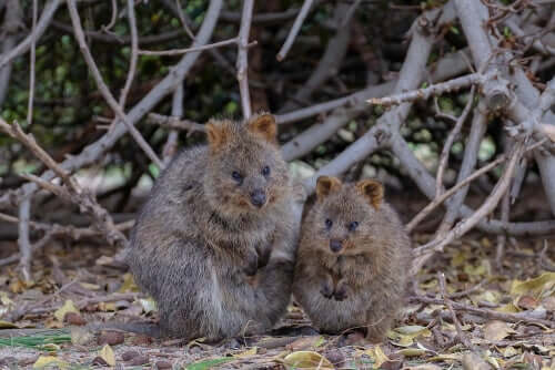 Espécimes de quokka