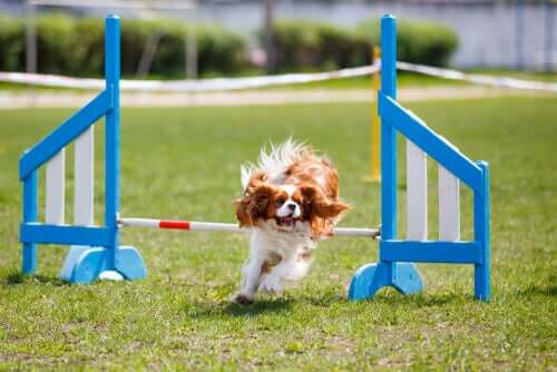 Cavalier King Charles Spaniel se exercitando