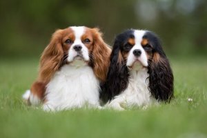 Cavalier King Charles Spaniel: cuidados essenciais