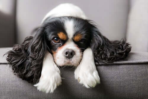 Cuidados essenciais com o Cavalier King Charles Spaniel