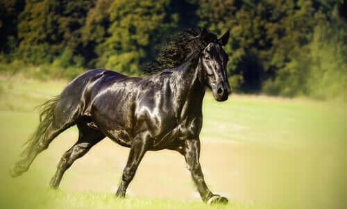 Raças nativas da Catalunha: o cavalo Mérens