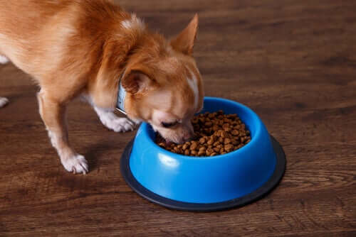 Saiba calcular as porções de comida do seu cão