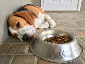 4 principais causas da colite em cães