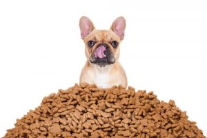 Como calcular melhor as porções de comida dos cães