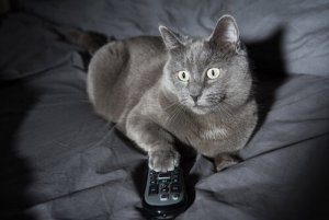 4 razões para o comportamento noturno dos gatos