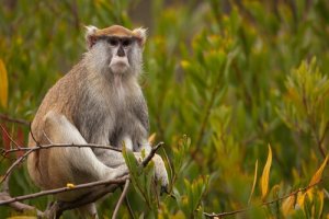Conheça o macaco-pata