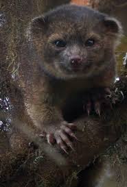 Habitat do olinguito