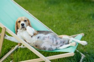 9 cuidados necessários na gestação e lactação dos cães