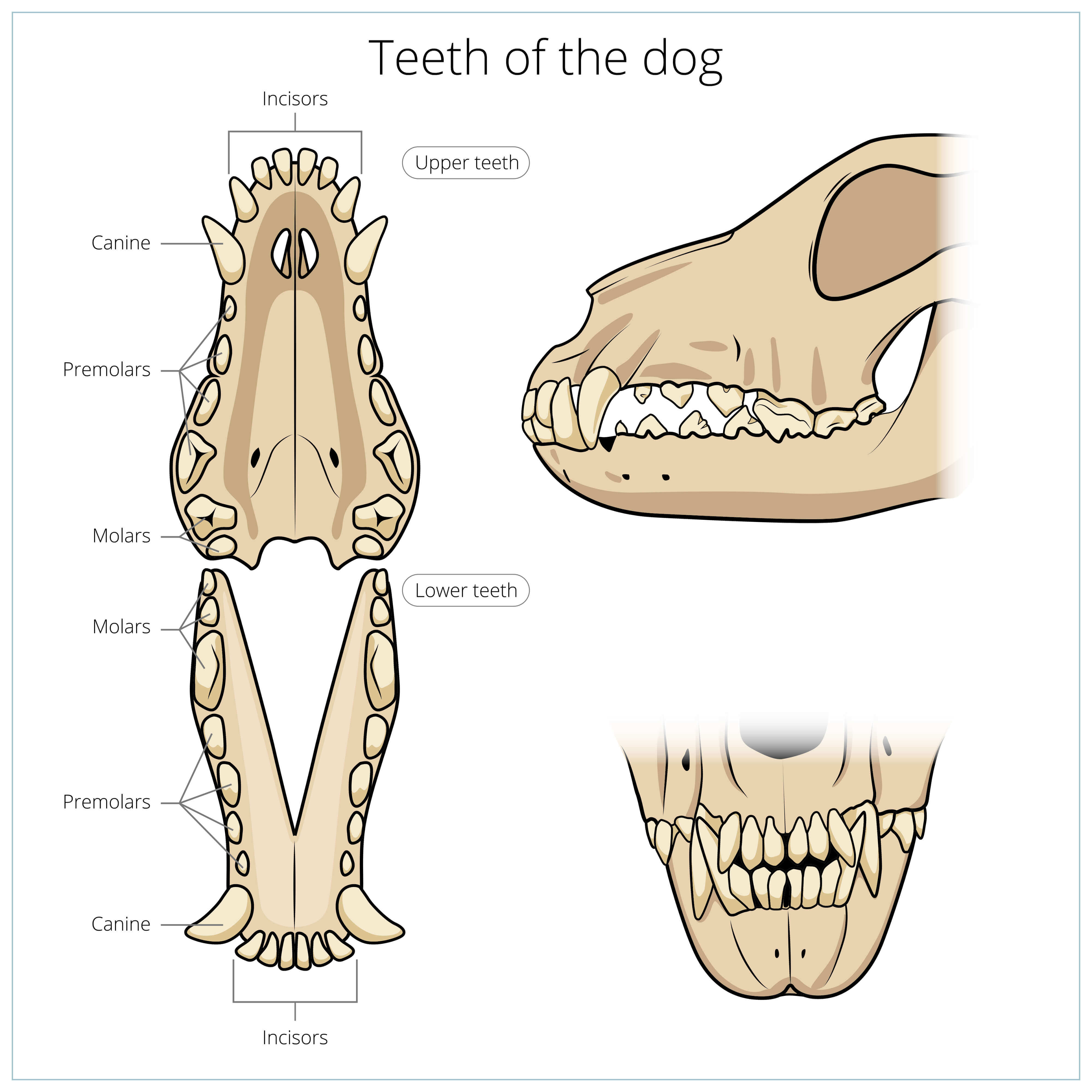 Dentes dos cães
