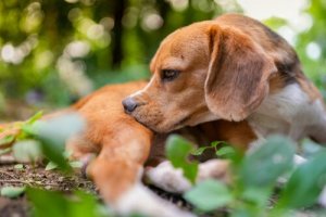 5 dicas para saber se é necessário desparasitar um cão